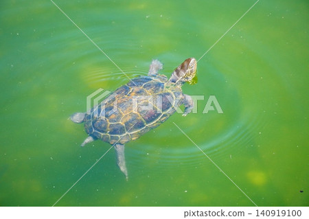 A turtle A turtle 140919100