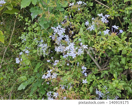 Flowering Cape Plumbago Shrub in Garden Flowering Cape Plumbago Shrub in Garden 140919175