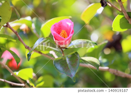Camellia flower, first sound Camellia flower, first sound 140919187