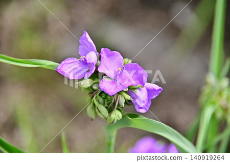 Murasaki Yukusa之花 Murasaki Yukusa之花 140919264