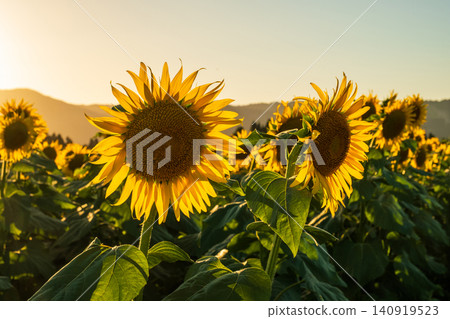 Sunflower field at dusk (Tsunan Sunflower Square) Sunflower field at dusk (Tsunan Sunflower Square) 140919523