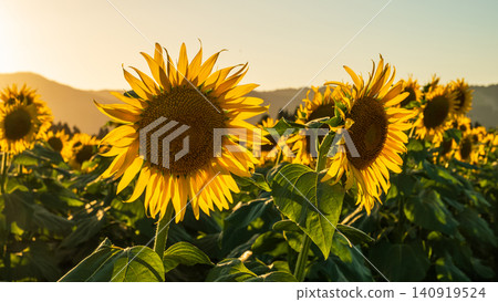 Sunflower field at dusk (Tsunan Sunflower Square) Sunflower field at dusk (Tsunan Sunflower Square) 140919524