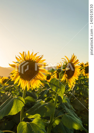 Sunflower field at dusk (Tsunan Sunflower Square) Sunflower field at dusk (Tsunan Sunflower Square) 140919530