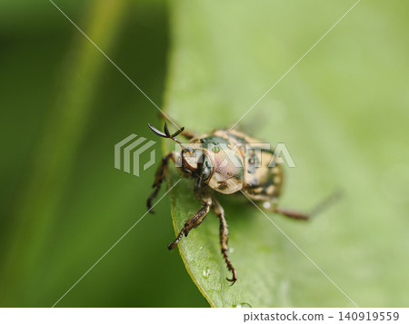 A spotted beetle wet with rain A spotted beetle wet with rain 140919559