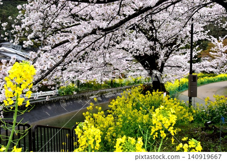 京都市山科區安州橋附近的山科運河(琵琶湖運河)沿岸步道,櫻花和油菜花盛開。 京都市山科區安州橋附近的山科運河(琵琶湖運河)沿岸步道,櫻花和油菜花盛開。 140919667