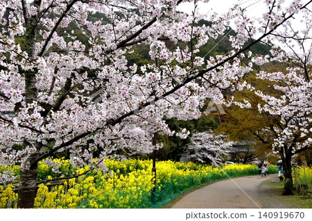 京都市山科區安州橋附近的山科運河(琵琶湖運河)沿岸步道,櫻花和油菜花盛開。 京都市山科區安州橋附近的山科運河(琵琶湖運河)沿岸步道,櫻花和油菜花盛開。 140919670