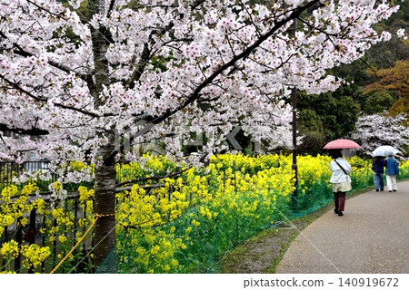 京都市山科區安州橋附近的山科運河（琵琶湖運河）沿岸步道，櫻花和油菜花盛開。 140919672