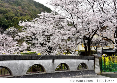 京都市山科區安州橋附近的山科運河(琵琶湖運河),櫻花和油菜花盛開。 京都市山科區安州橋附近的山科運河(琵琶湖運河),櫻花和油菜花盛開。 140919677