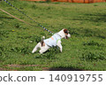 傑克羅素梗幼犬 傑克羅素梗幼犬 140919755