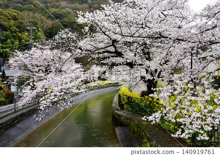 Yamashina Canal (Lake Biwa Canal) near Anshu Bridge in Yamashina Ward, Kyoto City, with cherry blossoms in full bloom and rapeseed flowers. Yamashina Canal (Lake Biwa Canal) near Anshu Bridge in Yamashina Ward, Kyoto City, with cherry blossoms in full bloom and rapeseed flowers. 140919761