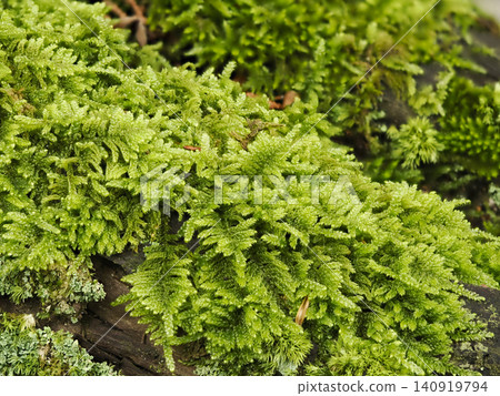Moss growing on rotting wood Moss growing on rotting wood 140919794