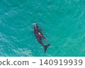 Aerial view of a southern right whale mother and calf swimming in clear turquoise waters. Annual migration brings these endangered marine mammals to the coast for breeding and nursing. 140919939