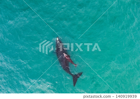 Aerial view of a southern right whale mother and calf swimming in clear turquoise waters. Annual migration brings these endangered marine mammals to the coast for breeding and nursing. Aerial view of a southern right whale mother and calf swimming in clear turquoise waters. Annual migration brings these endangered marine mammals to the coast for breeding and nursing. 140919939