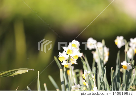 Daffodil white flowers Daffodil white flowers 140919952