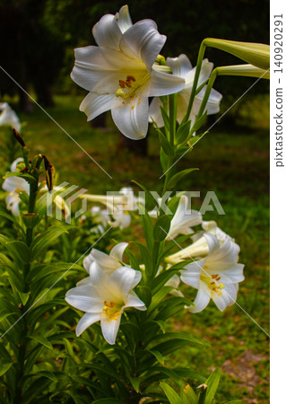 [Kyoto Scenery] Kyoto Prefectural Botanical Garden: Delicate flowers blooming in a break in the June rainy season. 140920291