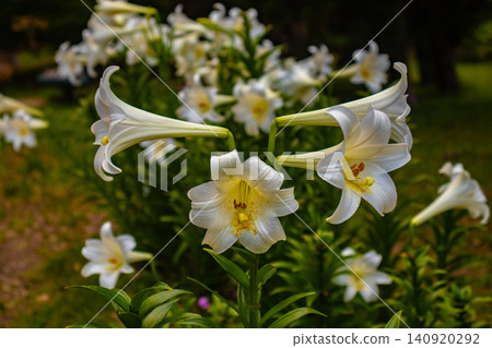 [Kyoto Scenery] Kyoto Prefectural Botanical Garden: Delicate flowers blooming in a break in the June rainy season. 140920292