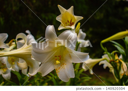[Kyoto Scenery] Kyoto Prefectural Botanical Garden: Delicate flowers blooming in a break in the June rainy season. 140920304