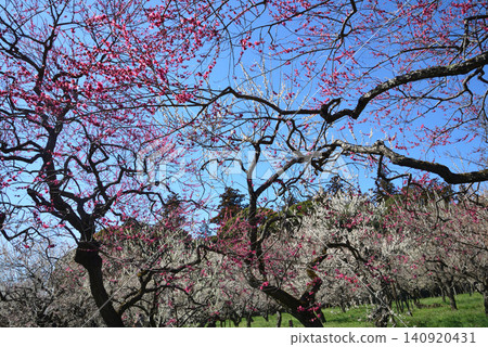 水戶梅花節,2026年3月12日,#73 水戶梅花節,2026年3月12日,#73 140920431