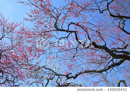 Mito Plum Blossom Festival, March 12, 2026, #74 Mito Plum Blossom Festival, March 12, 2026, #74 140920432