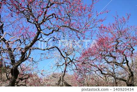 Mito Plum Blossom Festival, March 12, 2026, #76 Mito Plum Blossom Festival, March 12, 2026, #76 140920434