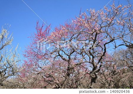 Mito Plum Blossom Festival, March 12, 2026, #78 Mito Plum Blossom Festival, March 12, 2026, #78 140920436