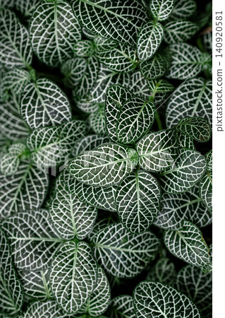 Beautiful pattern of mosaic plant leaves in the botanical garden. Beautiful pattern of mosaic plant leaves in the botanical garden. 140920581