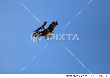 A kite and a crow confront each other in mid-air. A kite and a crow confront each other in mid-air. 140920631