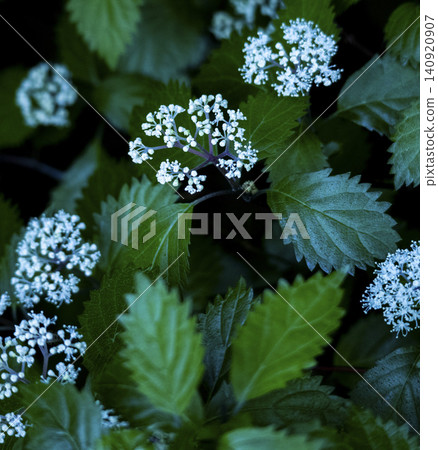 繡球菊 繡球菊 140920907