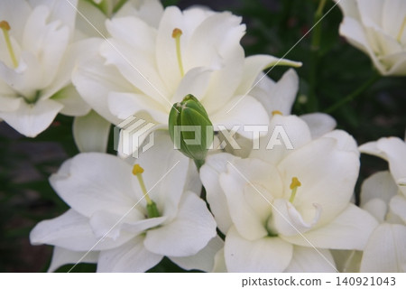 White lily White lily 140921043