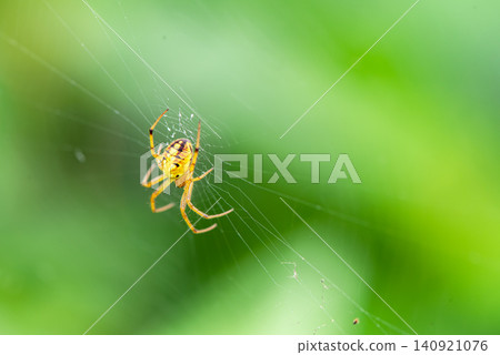 我從後面拍到了一隻美麗的白色圓網蜘蛛（學名：Argiope amoena）。 140921076