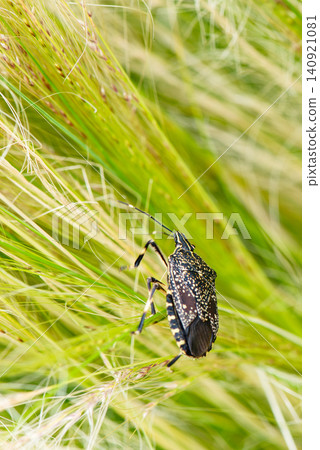 A brown marmorated stink bug moving across the grass A brown marmorated stink bug moving across the grass 140921081