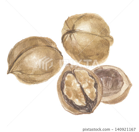 Walnuts painted in watercolor 140921167