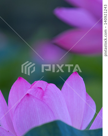 安靜的蓮花 安靜的蓮花 140921243