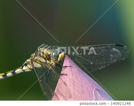 A dragonfly perched on a crimson flower A dragonfly perched on a crimson flower 140921246