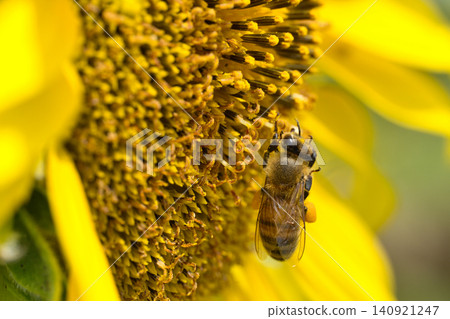 Honeybees sucking sunflower nectar Honeybees sucking sunflower nectar 140921247