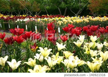 colorful lily field colorful lily field 140921316