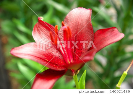 Red lily flower Red lily flower 140921489