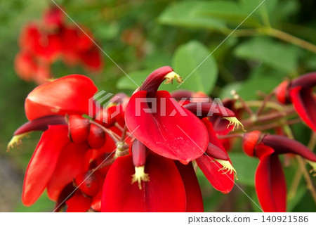 紅花 紅花 140921586
