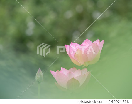 美麗的桃紅色蓮花 美麗的桃紅色蓮花 140921718