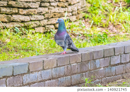 A pigeon in front of Center Minami subway station in Yokohama, Japan. It didn't seem scared at all, and even approached when I looked at it... It's used to people. A pigeon in front of Center Minami subway station in Yokohama, Japan. It didn't seem scared at all, and even approached when I looked at it... It's used to people. 140921745