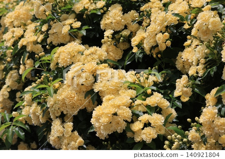 Yellow mock butter flower Yellow mock butter flower 140921804