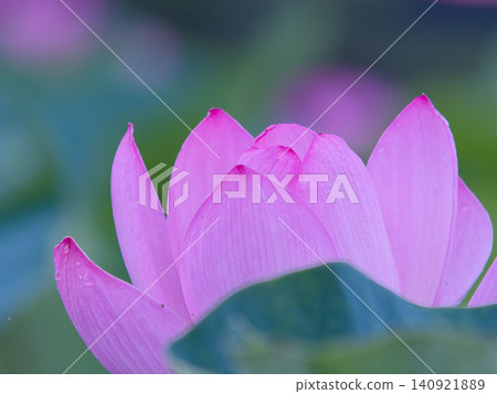 一朵美麗的蓮花 一朵美麗的蓮花 140921889