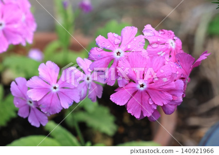 Primulae flower Primulae flower 140921966