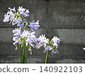 White agapanthus flowers by the concrete block wall White agapanthus flowers by the concrete block wall 140922103