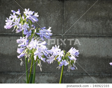 White agapanthus flowers by the concrete block wall White agapanthus flowers by the concrete block wall 140922103
