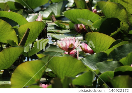 A single pink water lily peeked out from among the lush leaves. A single pink water lily peeked out from among the lush leaves. 140922172