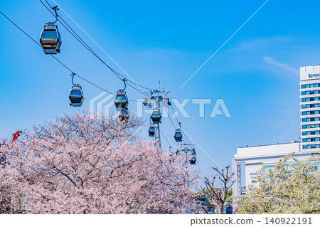 [Kanagawa Prefecture] Cherry blossoms and air cabins along the Kishamichi promenade in Yokohama Minato Mirai 140922191