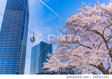 [Kanagawa Prefecture] Cherry blossoms and air cabins along the Kishamichi promenade in Yokohama Minato Mirai 140922201