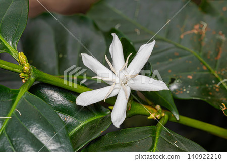 Coffea arabica flower Coffea arabica flower 140922210