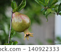 Pomegranate fruit Pomegranate fruit 140922333